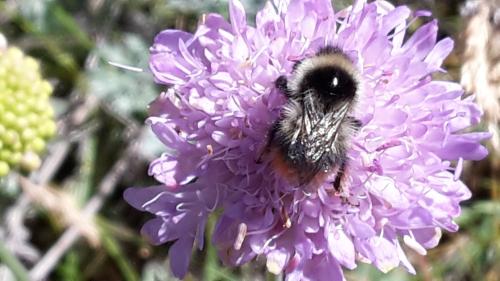 Réf. 326 204 : Bombus sp.